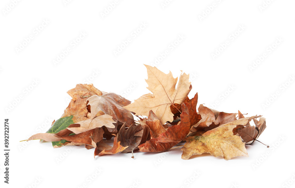 Heap of fallen leaves on white background. Autumn season Heap of fallen leaves on white background. Autumn season