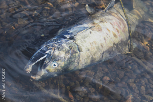 A picture of a dead salmon in the lake after spawning.   Burnaby BC Canada
 photo