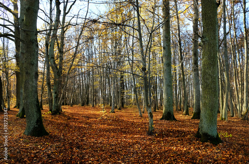 Forest in November