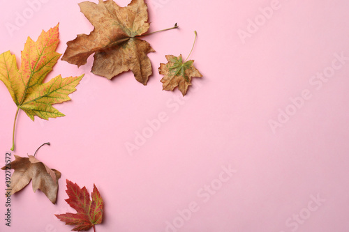 Colorful autumn leaves on pink background, flat lay. Space for text