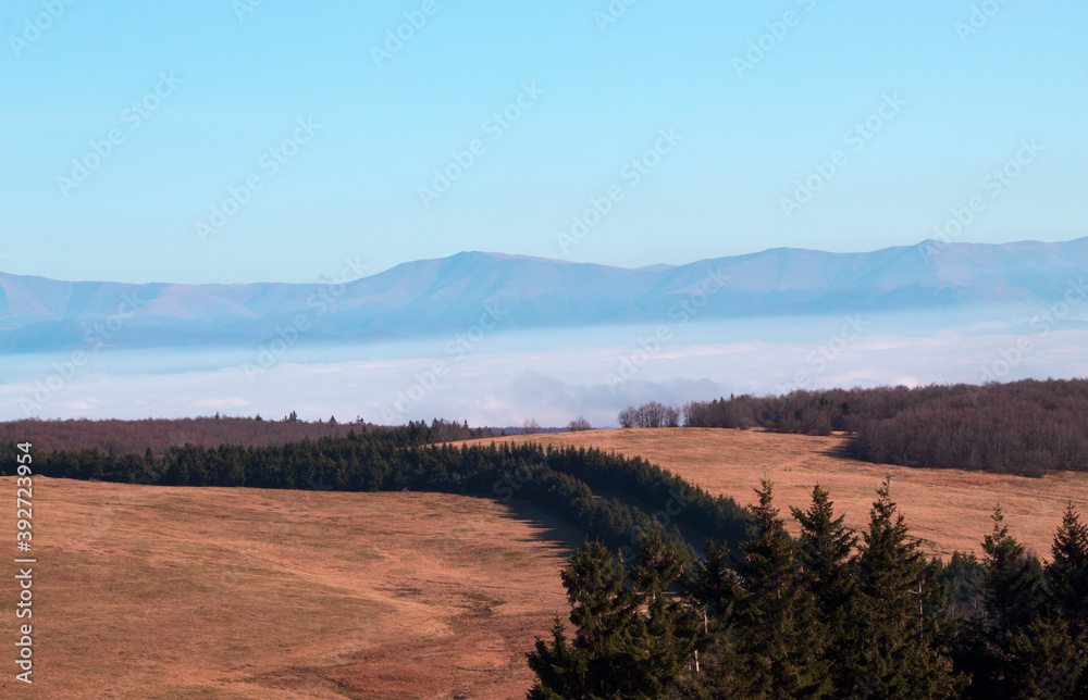 Fir trees surrounded by dry land, with a view of the mountains surrounded by fog