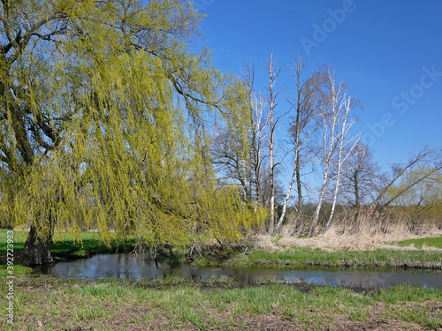 Dead trees and fresh green in a riparian forest