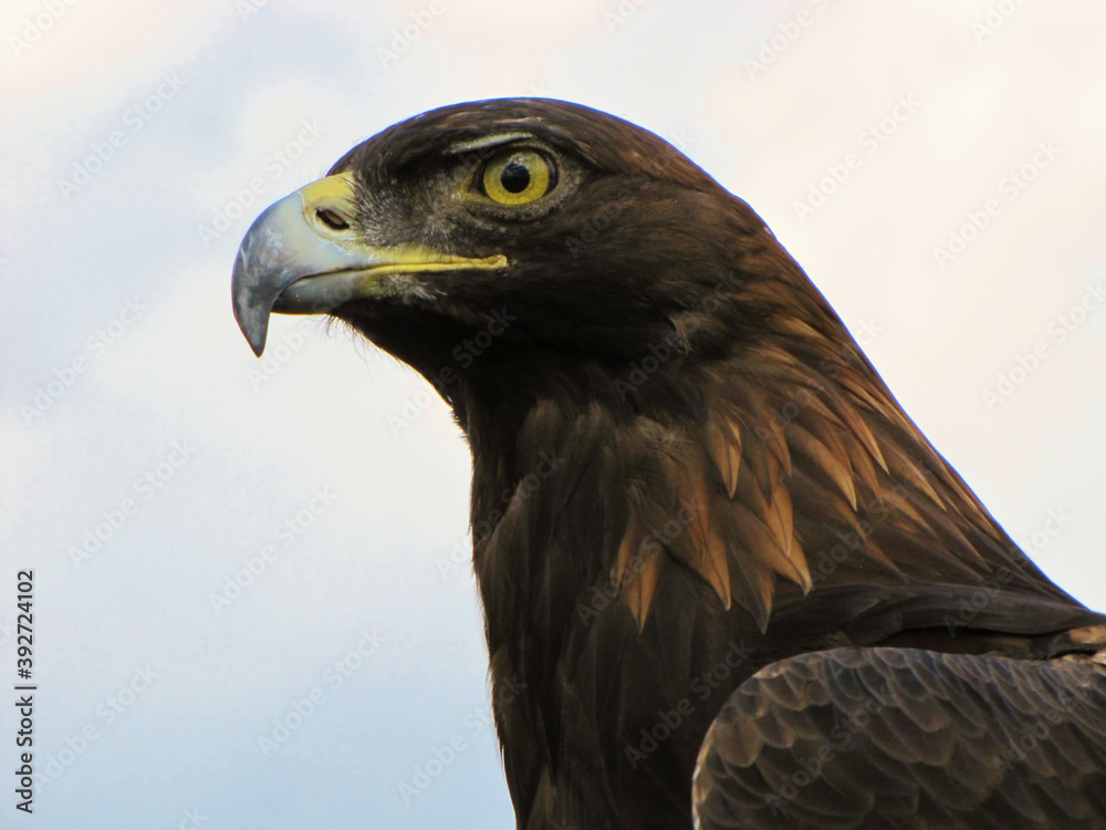 Obraz premium Golden Eagle