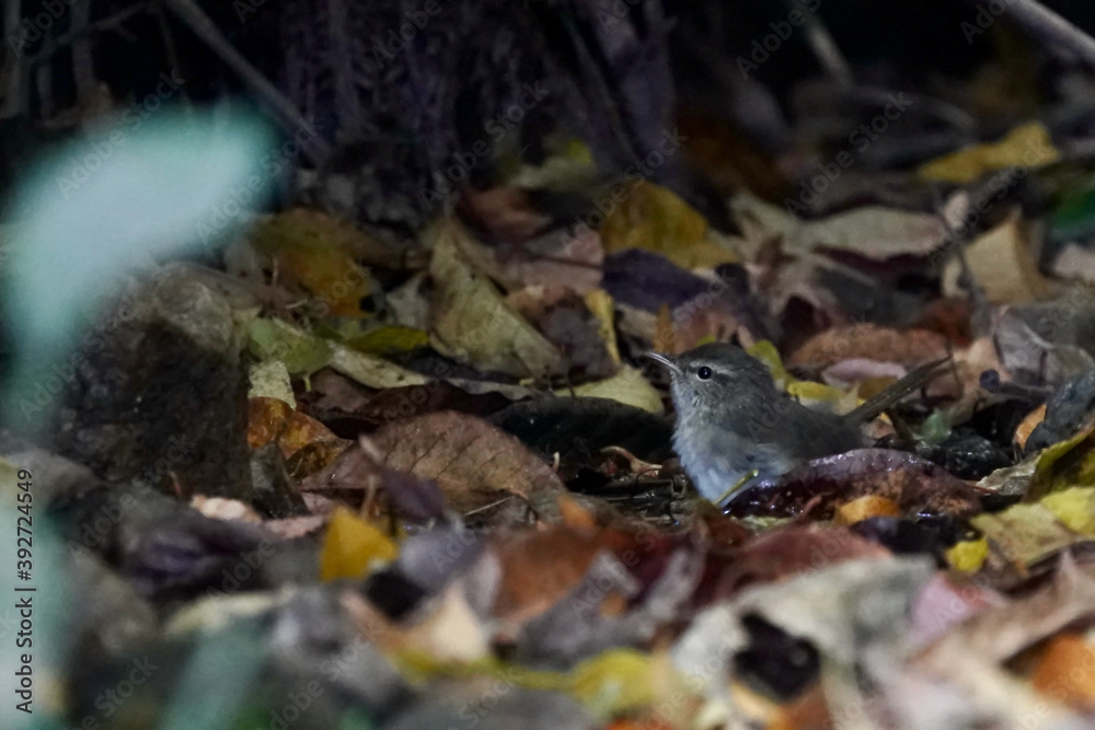 japanese bush warbler in the dark forest japanese bush warbler in the dark forest