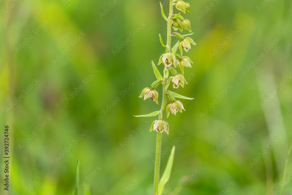 Sommer Orchidee auf einer fränkischen Wiese Sommer Orchidee auf einer fränkischen Wiese