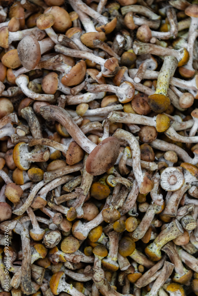 lots of brown edible northern honey mushrooms lots of brown edible northern honey mushrooms