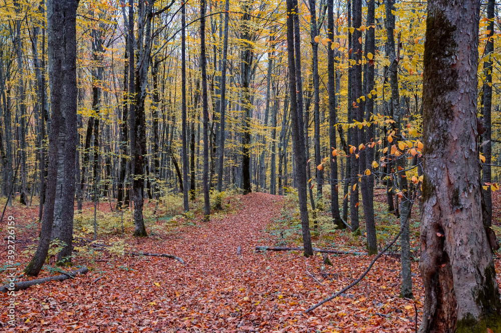 Scenic landscape of autumn forest full of red and yellow leaves