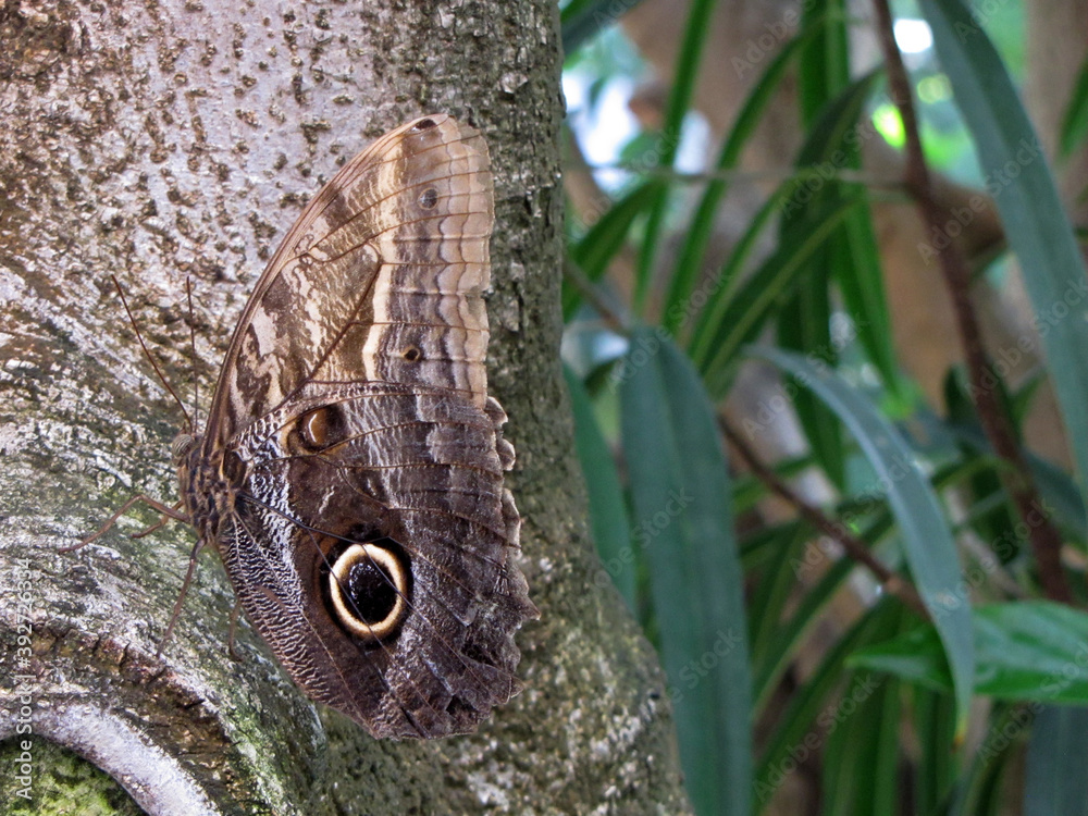 Butterfly Butterfly