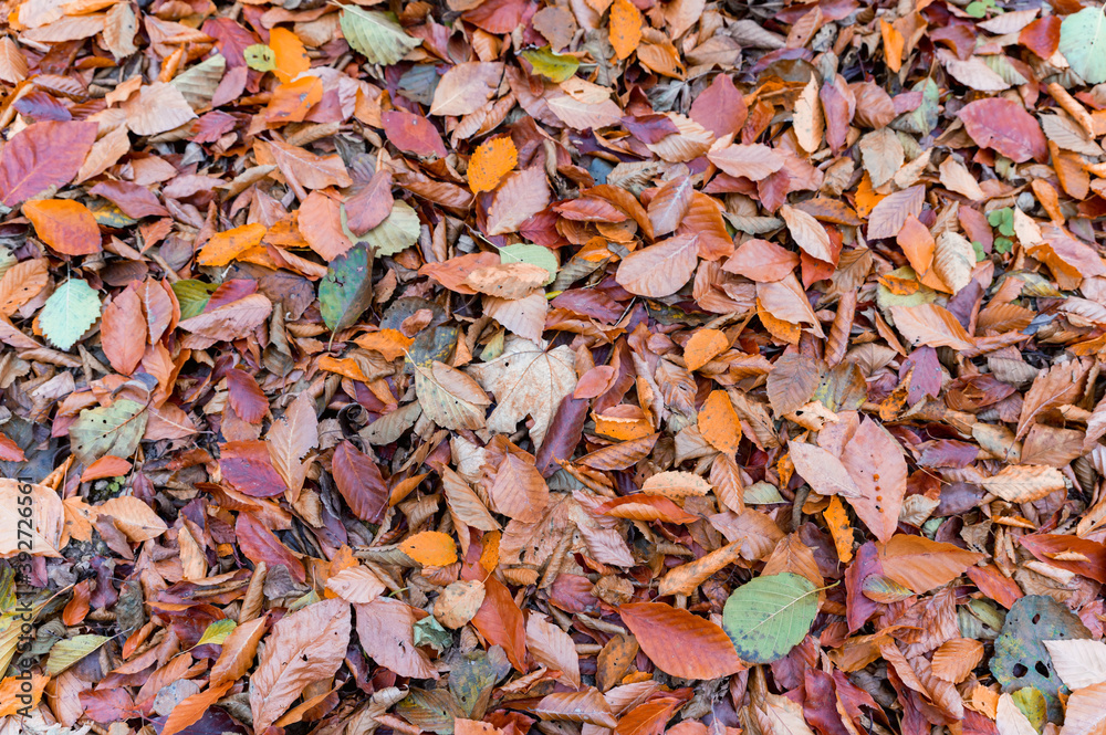 Fall background with yellow and red leaves on the ground Fall background with yellow and red leaves on the ground