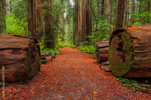 Foto Path In Redwood Forest