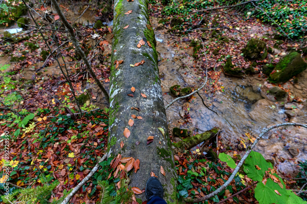 A tree fallen across a mountain stream like a bridge A tree fallen across a mountain stream like a bridge