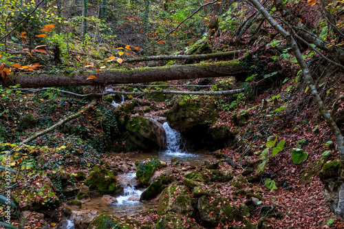 A tree fallen across a mountain stream like a bridge