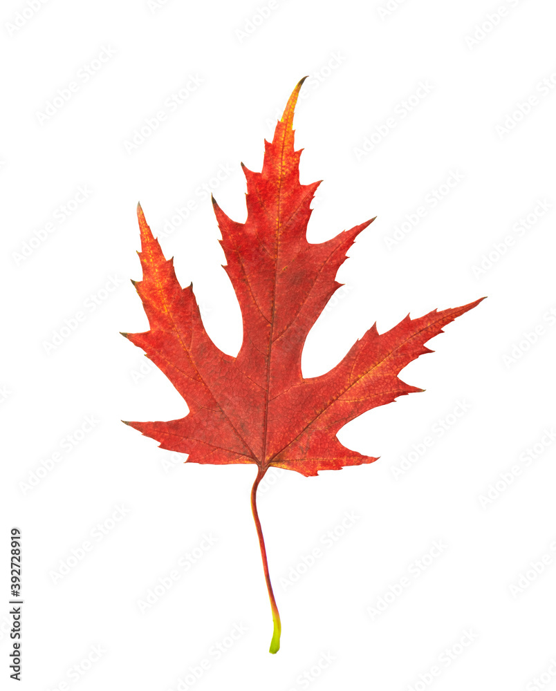 Fototapeta premium autumn maple leaf isolated on white background