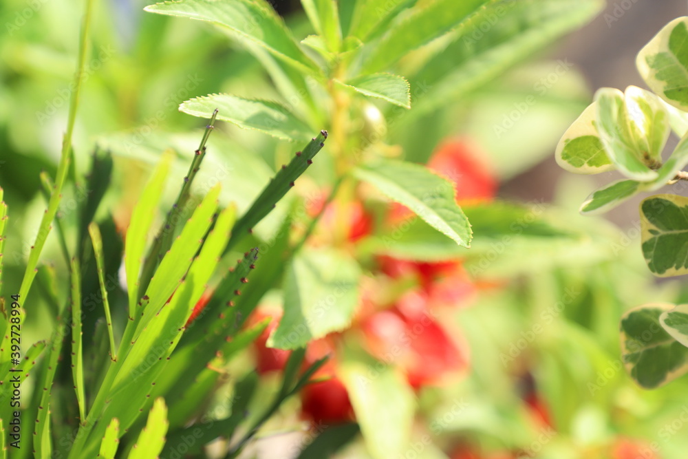 green grass in the garden and red flower out of focus green grass in the garden and red flower out of focus