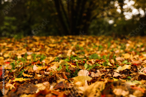 Dry leaves on ground in forest on autumn day