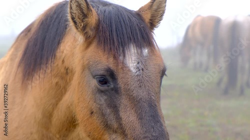 horse close up looking into the camera