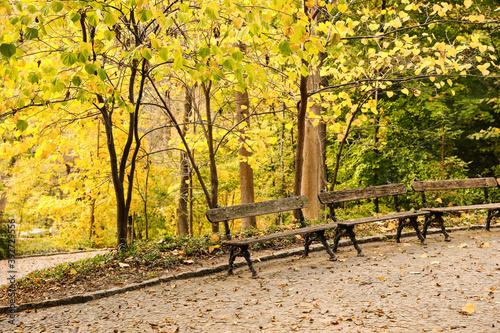 Fototapeta Naklejka Na Ścianę i Meble -  Beautiful view of park with trees and benches on autumn day