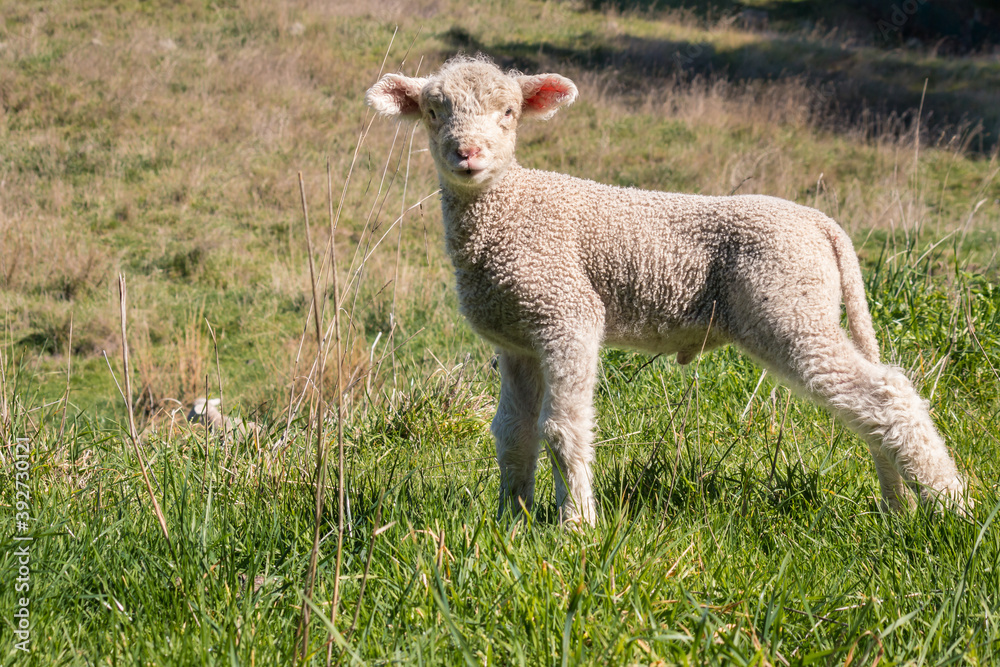 closeup of a newborn little lamb standing in paddock and bleating closeup of a newborn little lamb standing in paddock and bleating