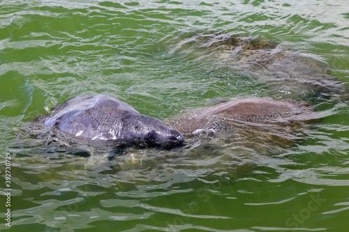 a manatee mating ball photo