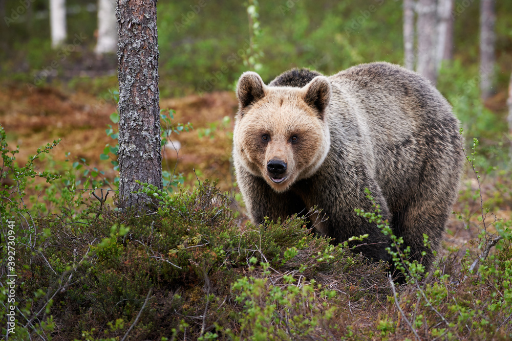 Obraz premium Brown Bear (Ursus arctos) photographed frontally.