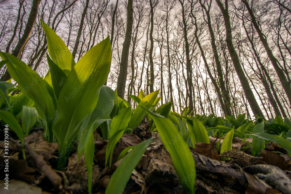 Fototapeta premium Wild garlic on forest ground