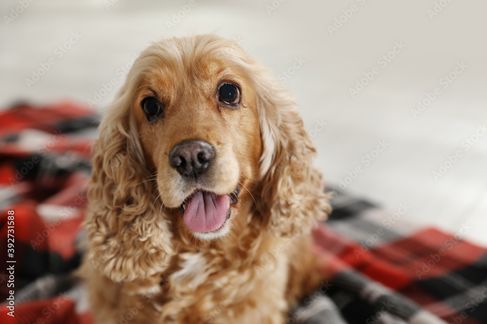 Cute English cocker spaniel dog with plaid on blurred background, closeup Cute English cocker spaniel dog with plaid on blurred background, closeup