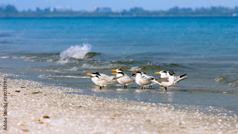 Flock of royal terns perching on the beach, Florida, USA