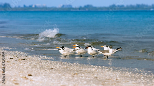 Obraz na płótnie Flock of royal terns perching on the beach, Florida, USA w salonie