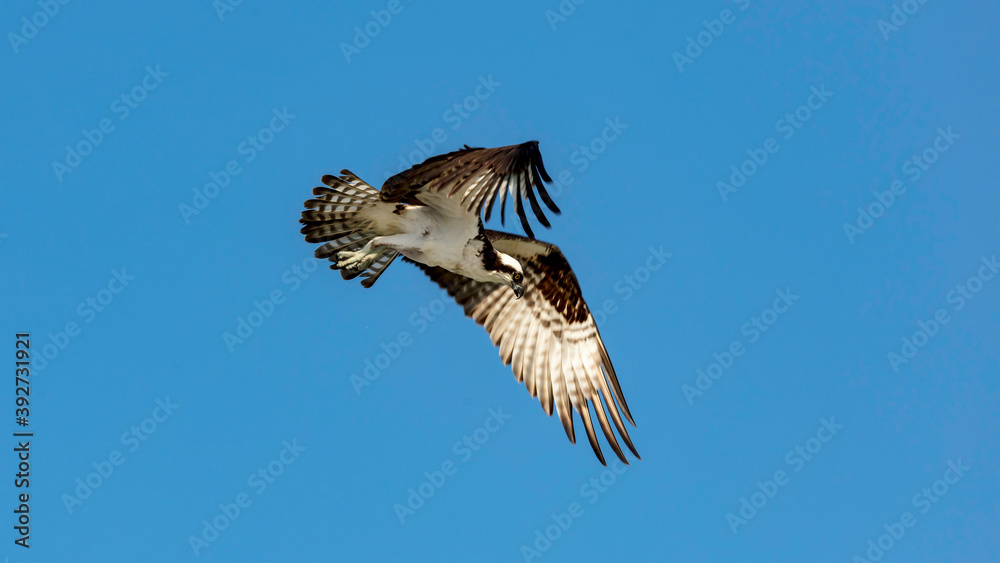 Osprey on the hunt
