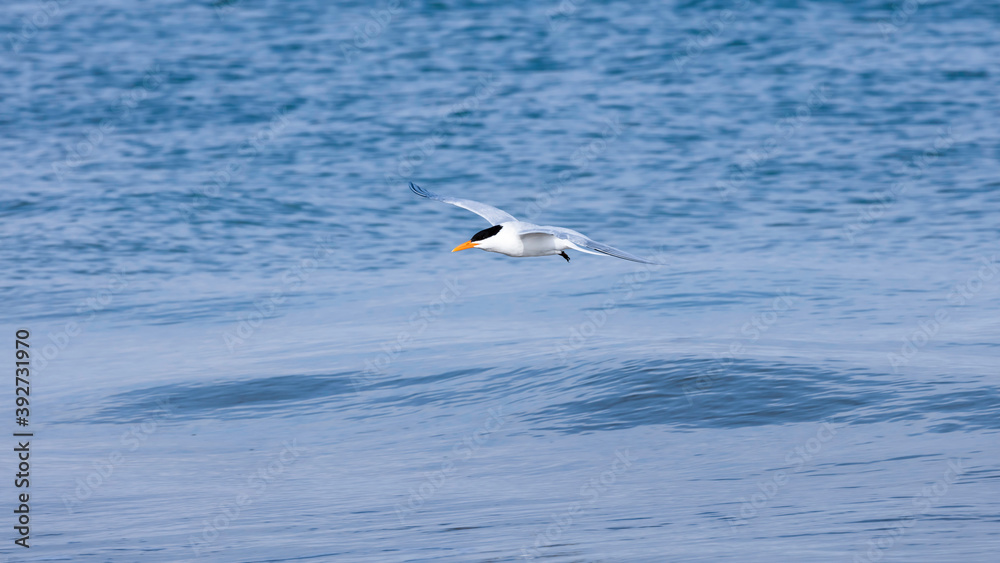 Royal tern flying over blue water, Sanibel Island, Florida, USA