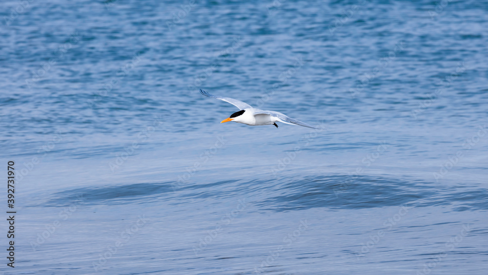 Fototapeta premium Royal tern flying over blue water, Sanibel Island, Florida, USA