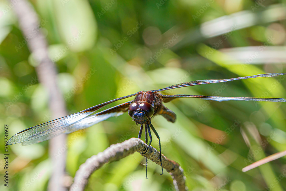 Widow Skimmer, male Widow Skimmer, male