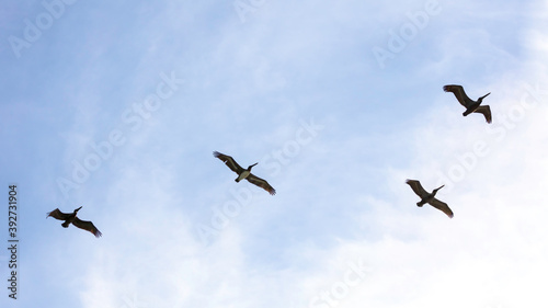 Four pelicans flying against cloudy sky, Florida, USA
