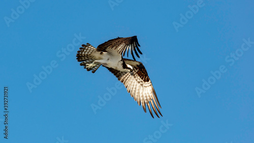Osprey on the hunt