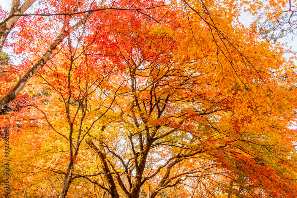 大樹の紅葉