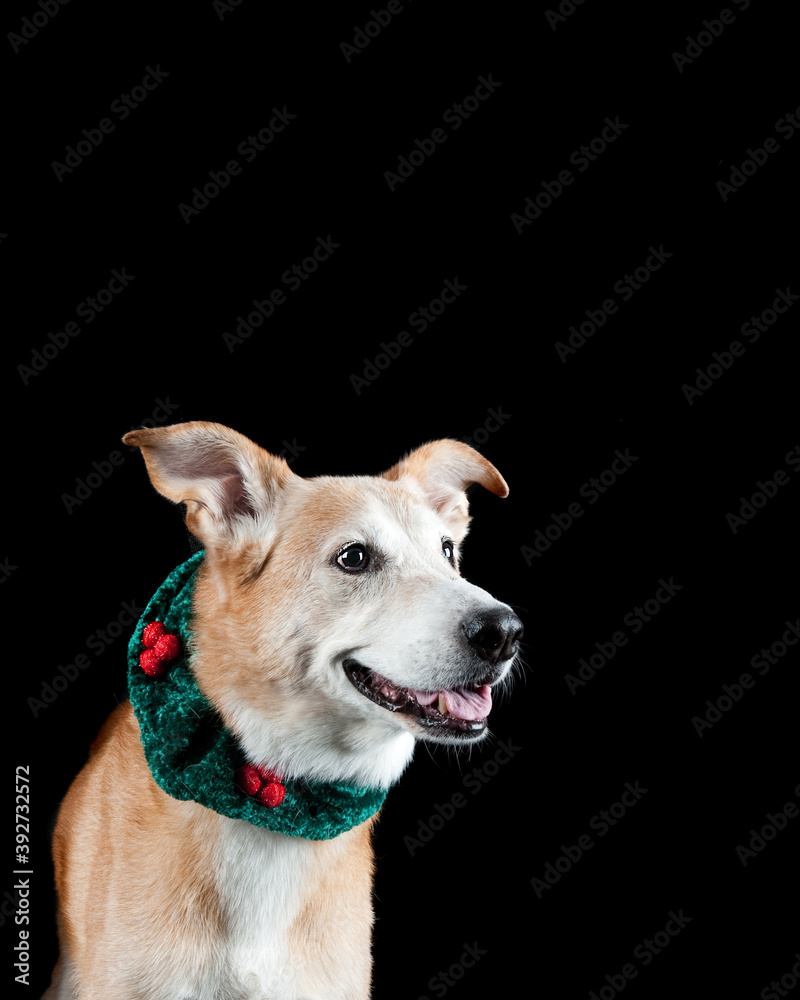 Yellow mixed breed dog wearing red and green holiday collar