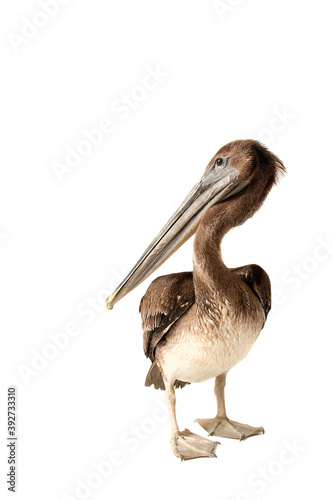 Brown Pelican isolated on white standing and looking over shoulder at camera.