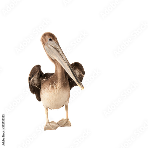 Brown Pelican isolated on white with wings raised looking at camera.