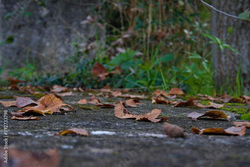 Autumn colors  brown  fallen leaves in a park