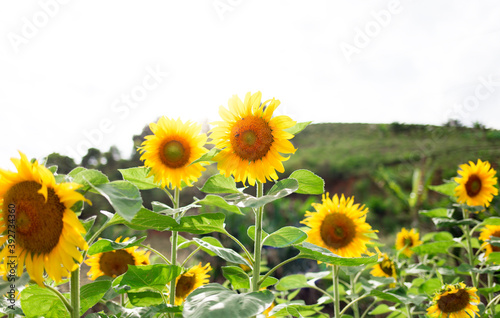 Small sunflower garden with a hill in the background