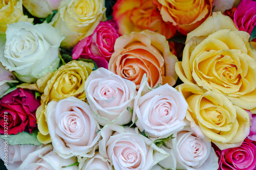 Close up view of various colorful red  yellow  white and pink blooming roses backdrop at florist. Vivid pastel flower in bloom. Blossom roses for Valentine day.