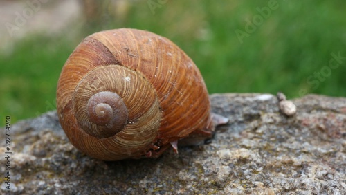 Snail lying on the stone