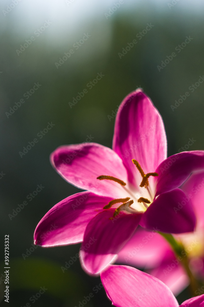 decorative pink flower rain lily Zephyranthes grandiflora on blurred background closeup, decorative pink flower rain lily Zephyranthes grandiflora on blurred background closeup,