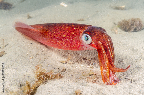 Longfin Squid