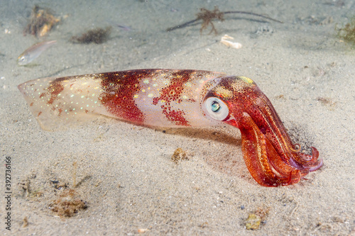 Longfin Squid 2