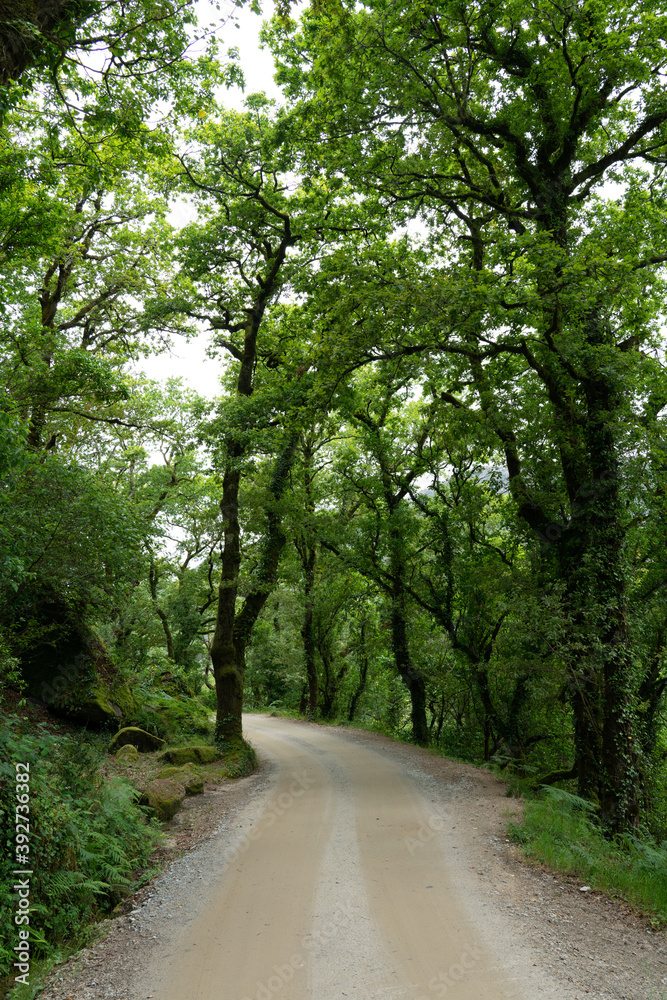 Fototapeta premium Green trees on the forest