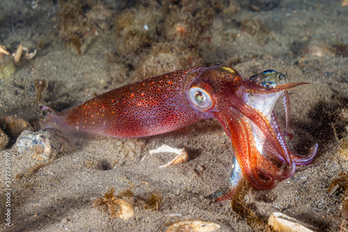 Longfin Squid with Prey