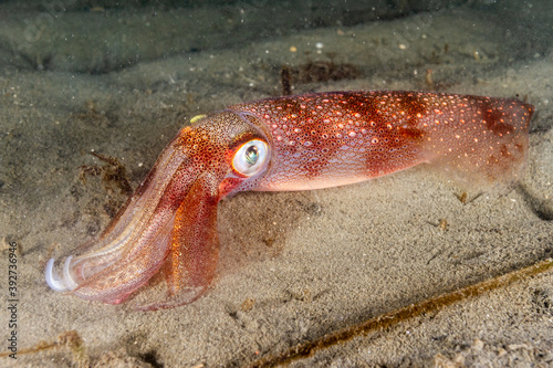 Longfin Squid 6