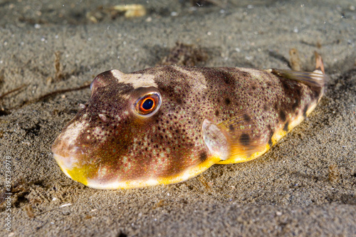 Northern Pufferfish 4