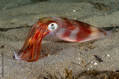 Longfin Squid 5